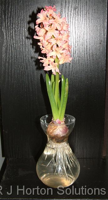 Hyacinth in bottle